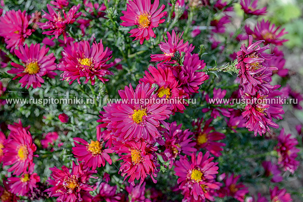 Астра новобельгийская Royal Ruby