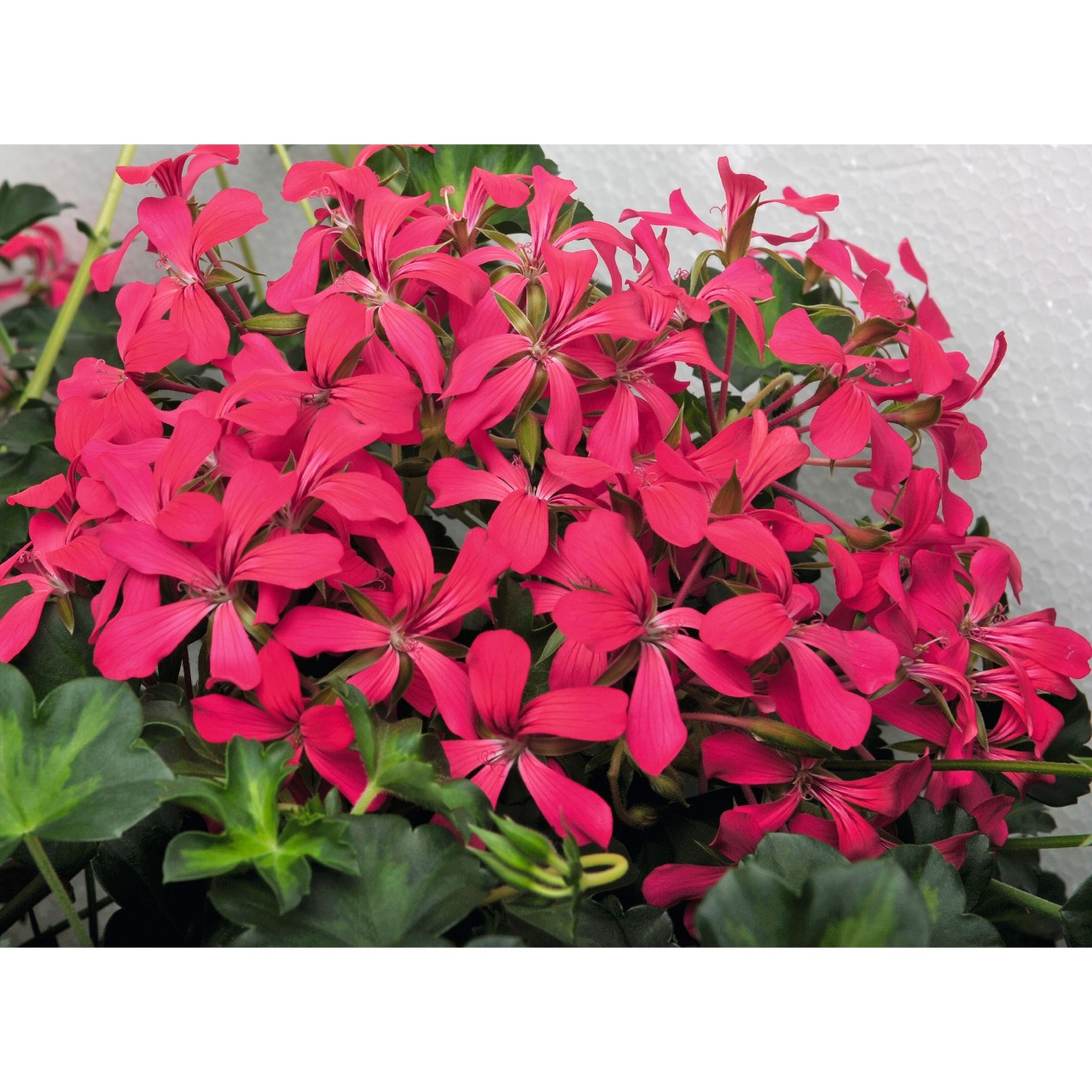 Пеларгония Classic Single Decora Rouge