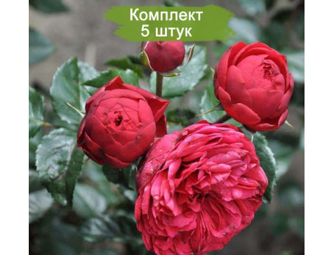 Роза Фортепиано (парковая)