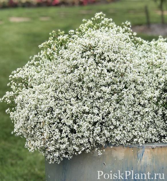 Молочай гибридный Diamond Snow