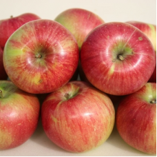 Яблоня Уэлси (Malus)