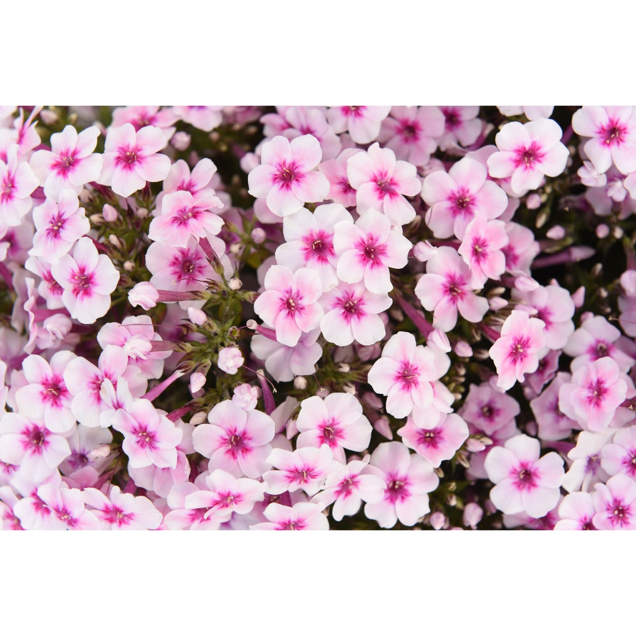Флокс paniculata Early Pink