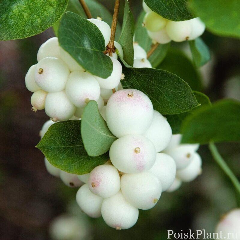Снежноягодник доренбоза White Hedge