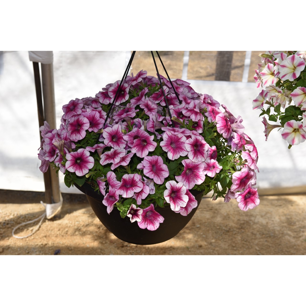Петуния Sweetunia Rose Gem