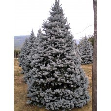 Ель колючая (Pícea pūngens Hoopsii)