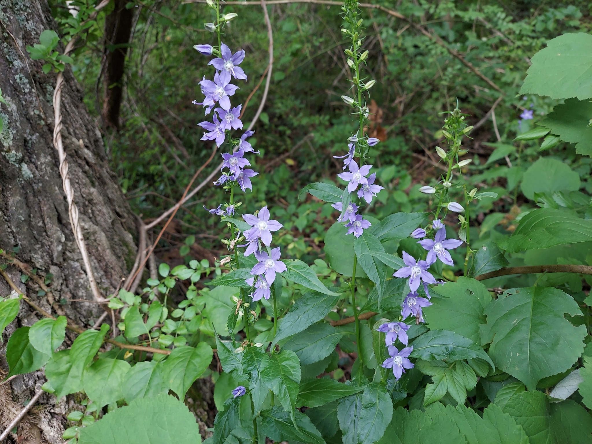 international backfill (iNaturalist): Campanulastrum
