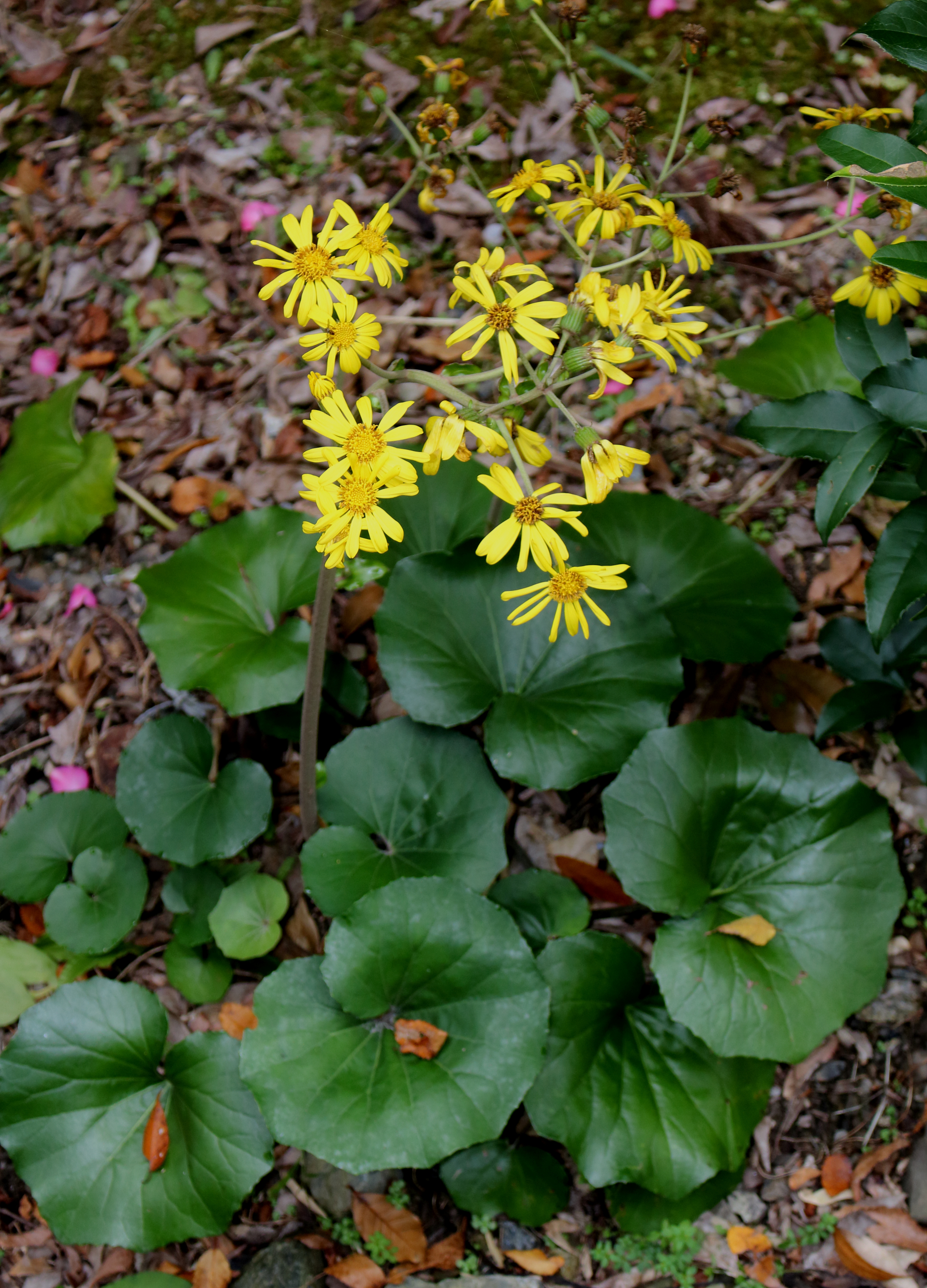 Бузульник японский Aureomaculatum