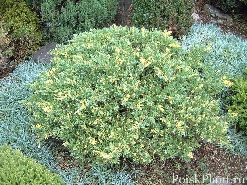 Можжевельник китайский Expansa Aureospicata