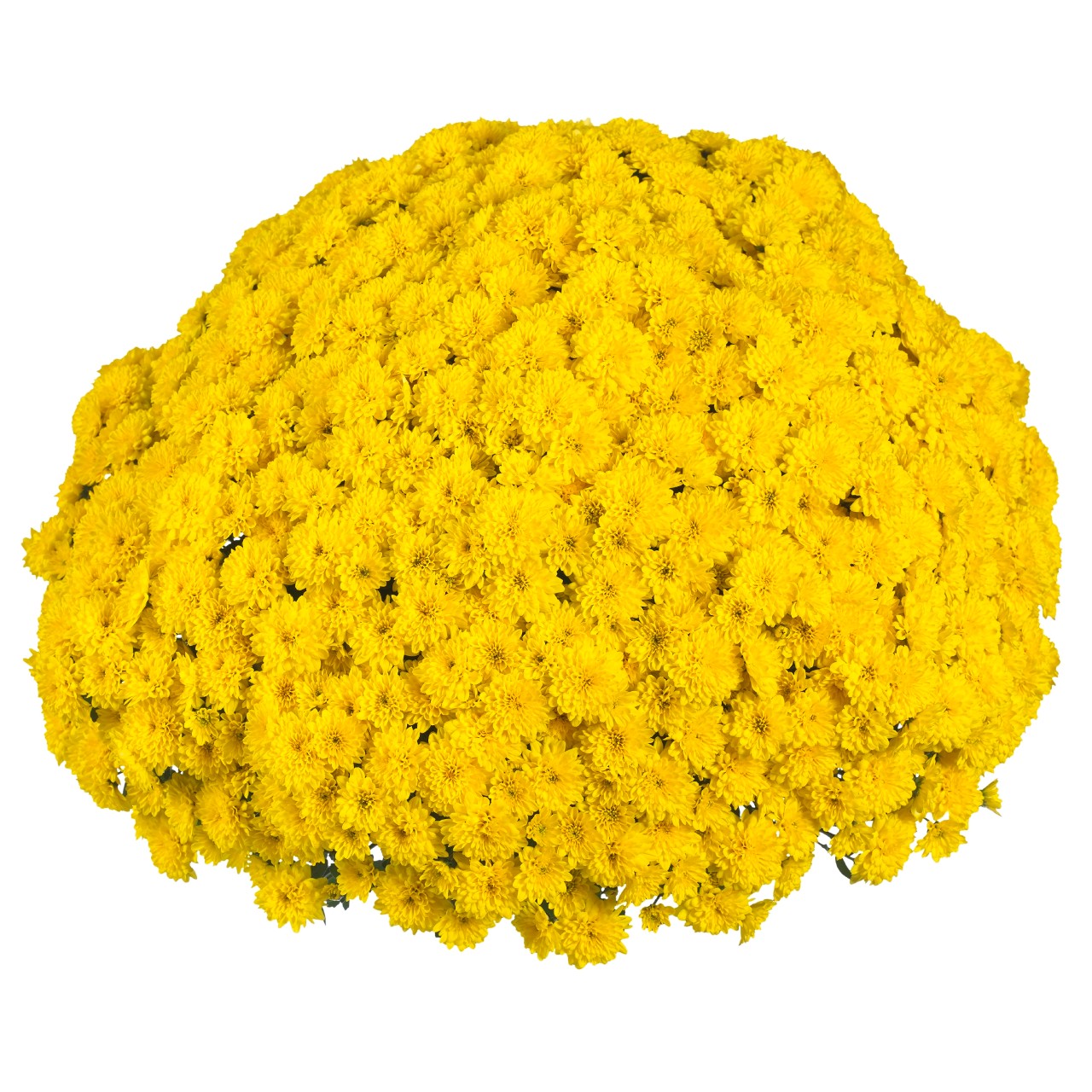 Хризантема Party Yellow