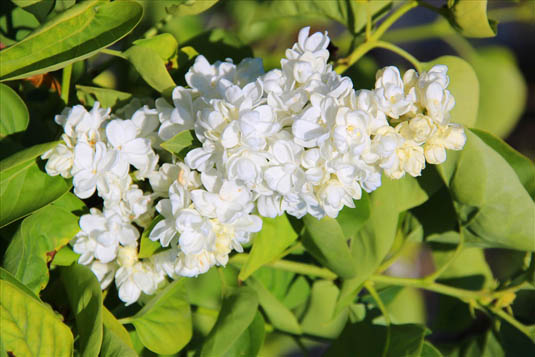 Сирень обыкновенная «Princesse Clementine» (Syringa vulgaris «Princesse Clementine»)