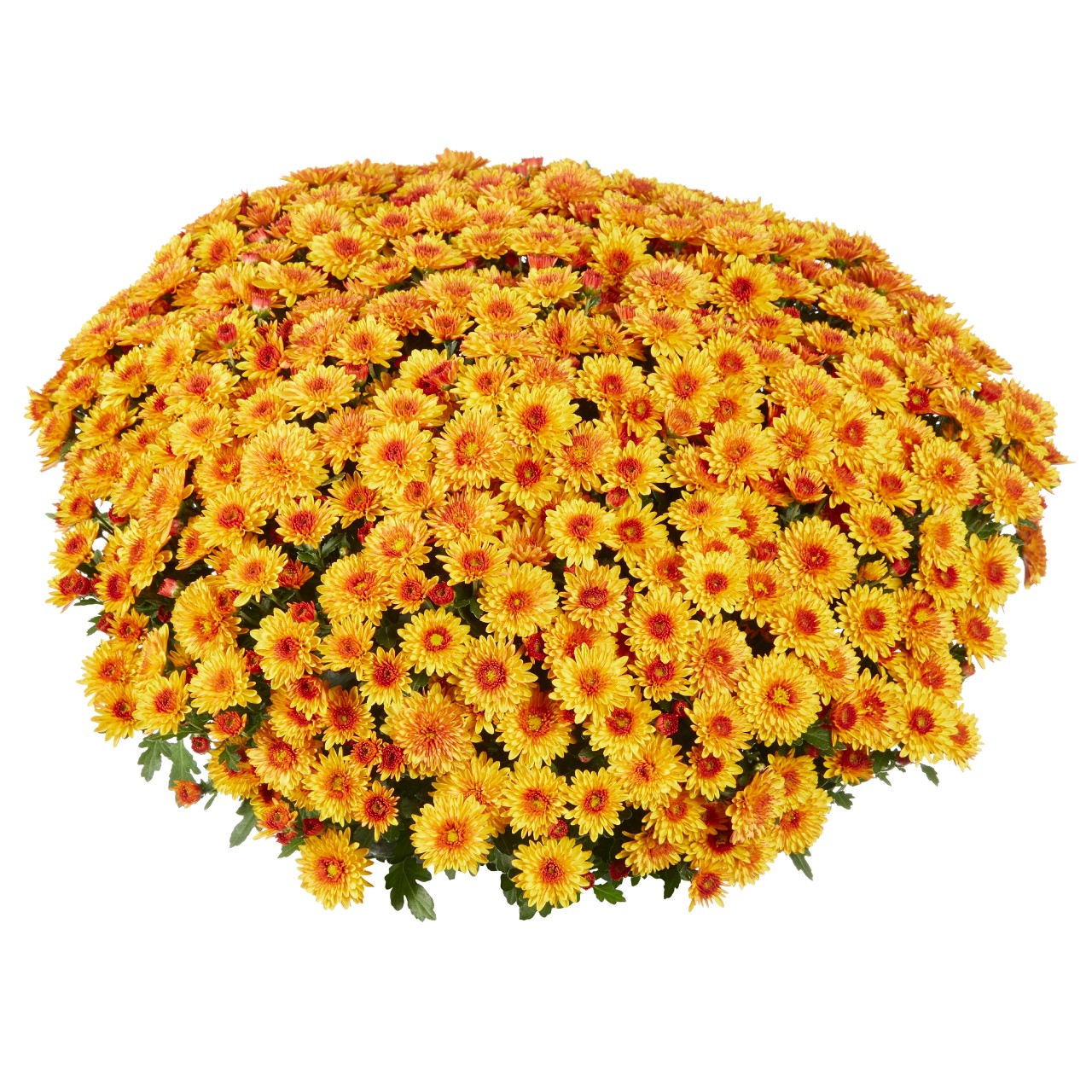 Хризантема Lively Orange Bicolor