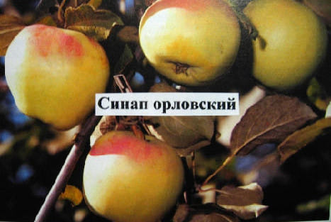 Яблоня Синап орловский