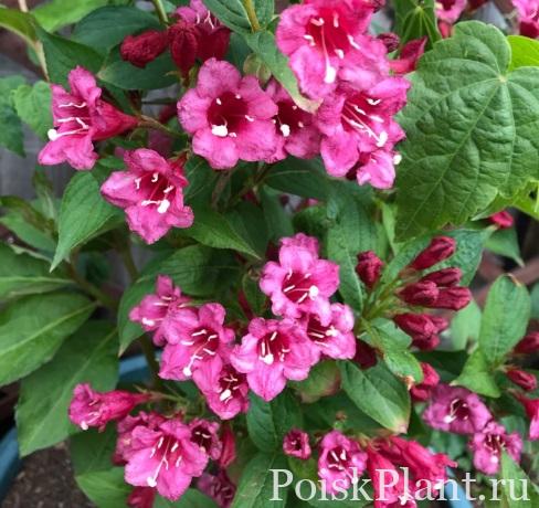 Вейгела цветущая Rosea