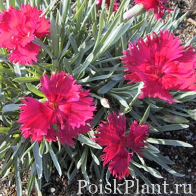 Гвоздика сизая Annette