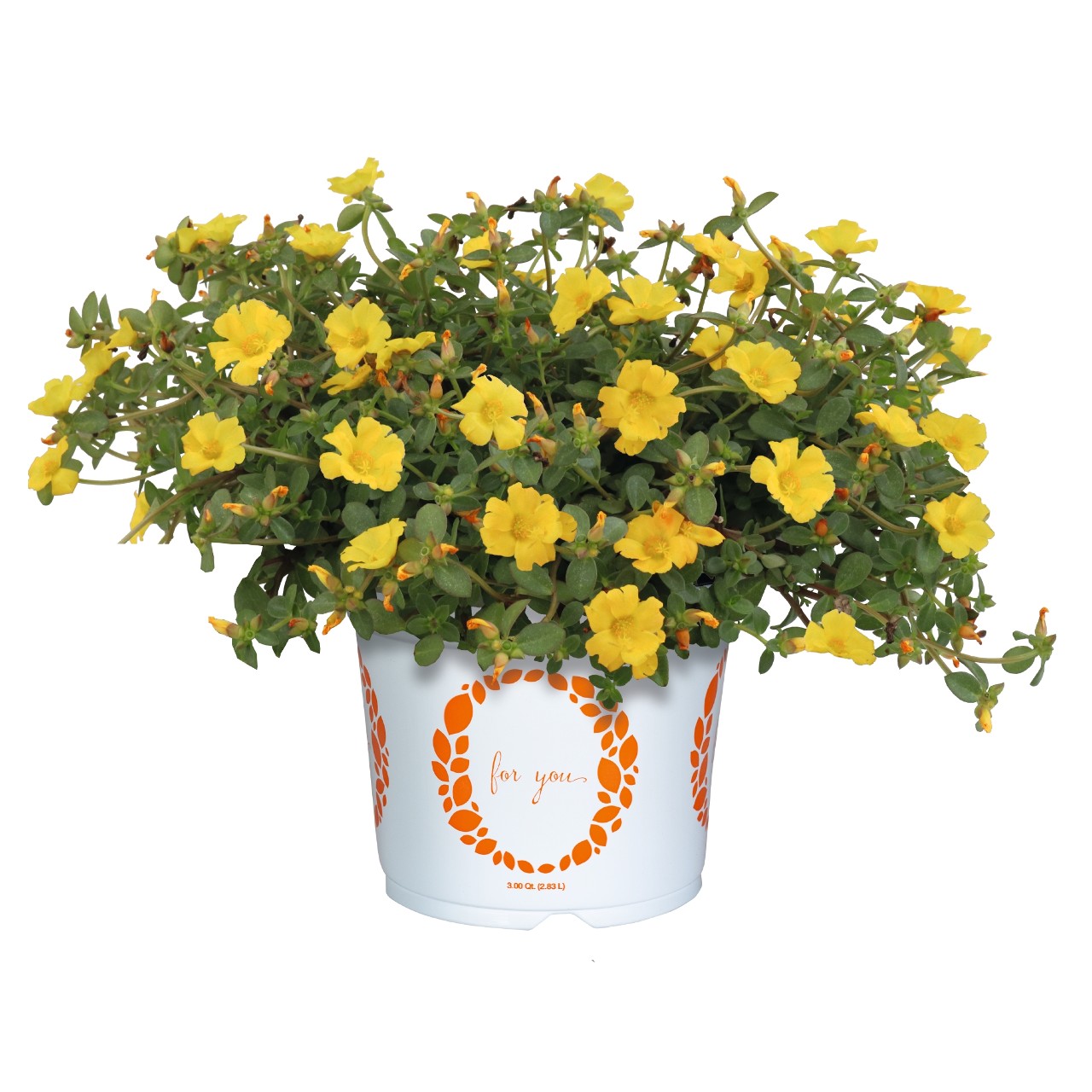 Портулак Cupcake Yellow