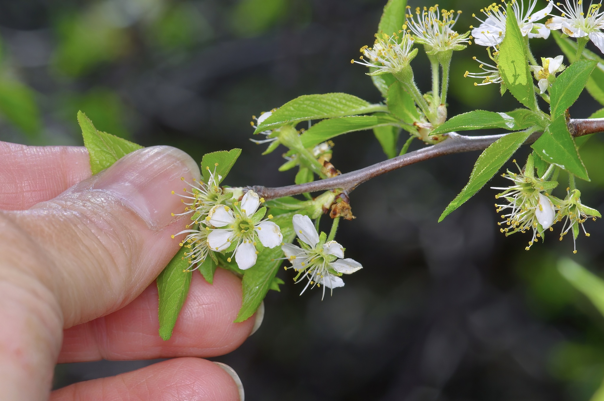 international backfill (iNaturalist): Prunus