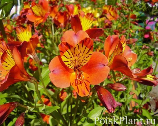 Альстремерия гибридная Orange Glory