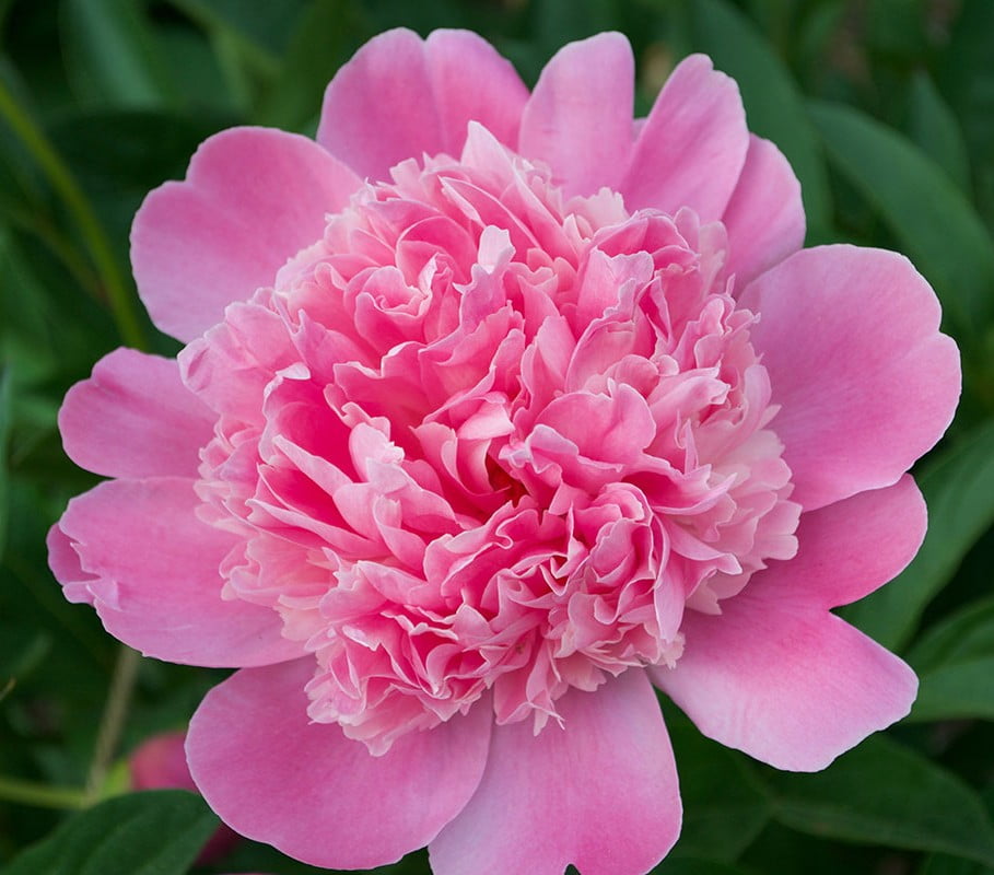 Пион травянистый Edulis Superba