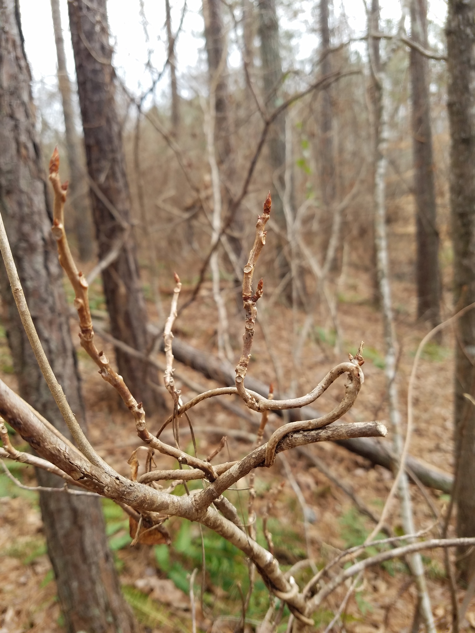 international backfill (iNaturalist): Schisandra
