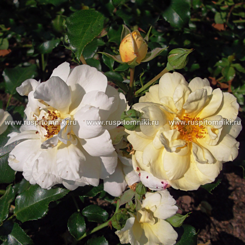 Почвокровные шрабы Sunny Rose’. S.