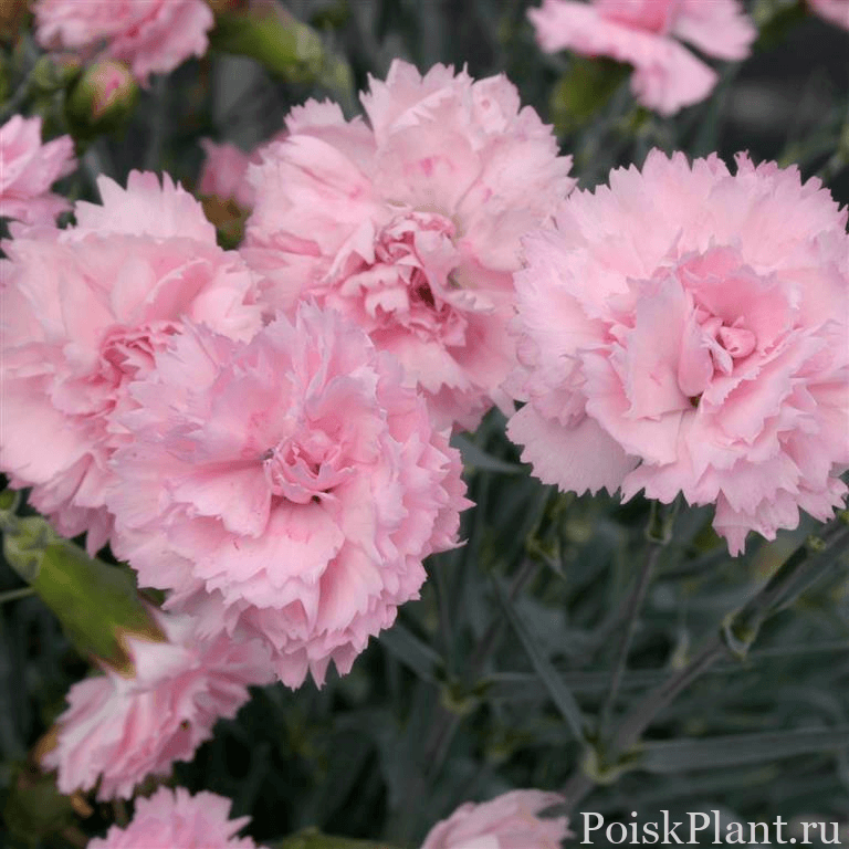 Гвоздика альвуди Perfume Pinks Candy Floss