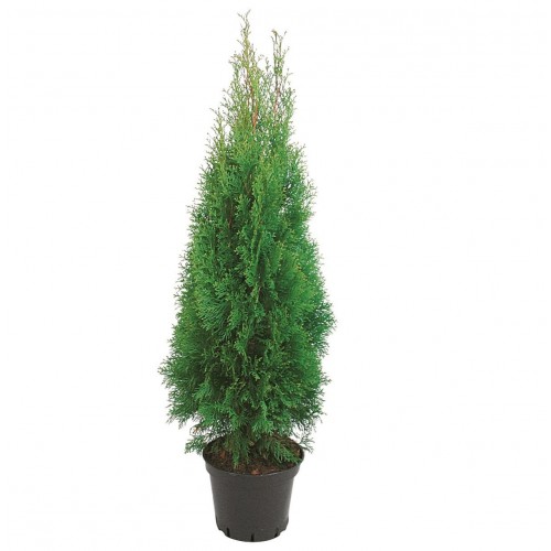 Туя западная Смарагд | Thuja occidentalis Smaragd (С3)