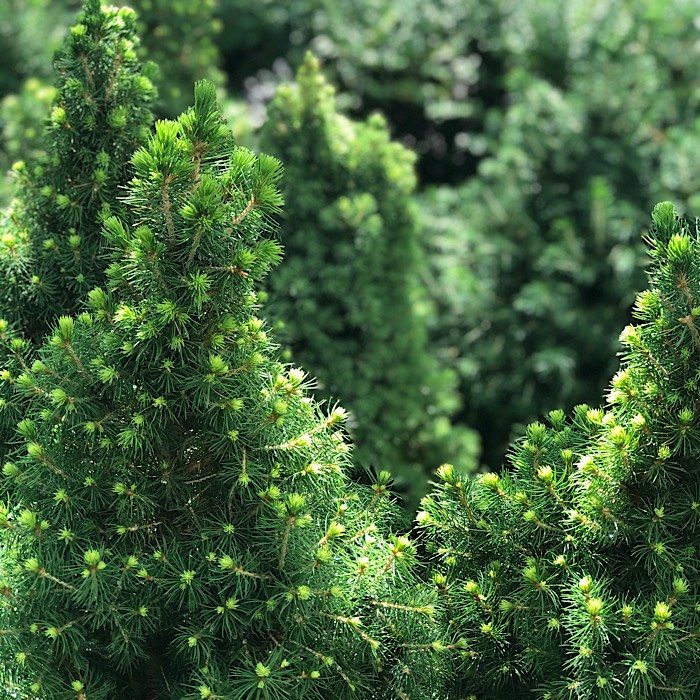 Ель белая Коника (Picea glauca Conica)