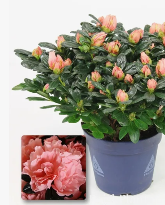 Азалия индийская Hortinno Lime Peach
