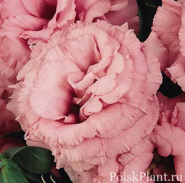 Эустома крупноцветковая ABC Rose