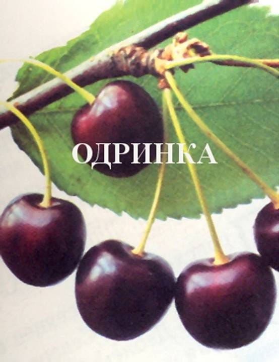 Черешня Одринка