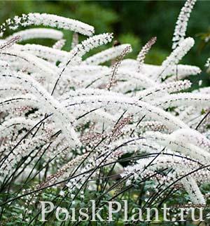 Клопогон простой White Pearl
