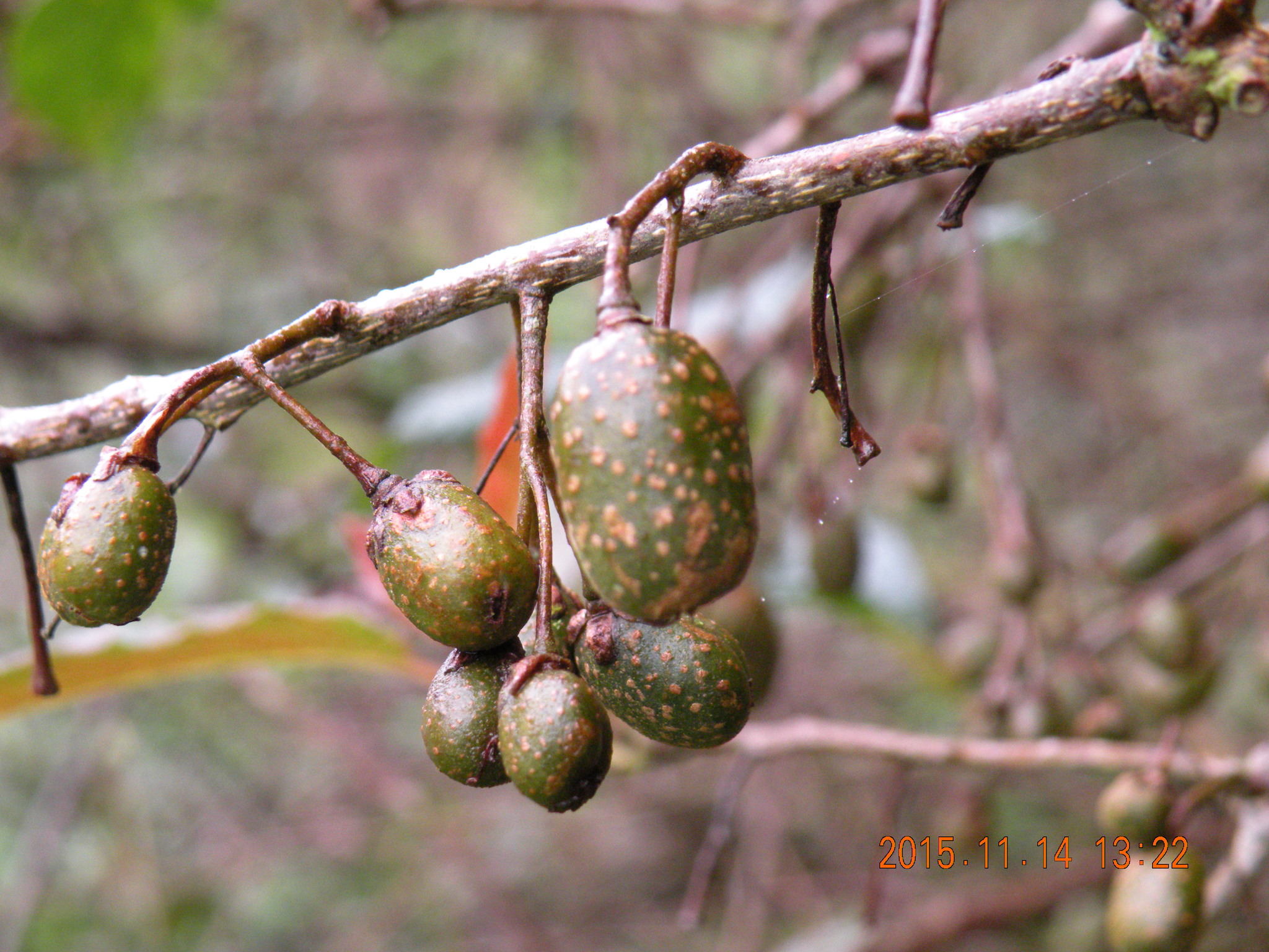 international backfill (iNaturalist): Actinidia