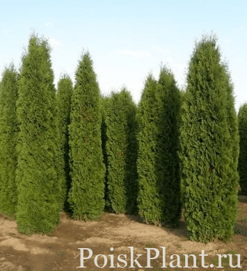 Туя западная Columna Selection