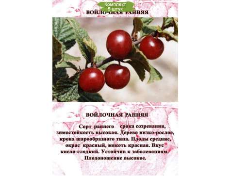Вишня Войлочная