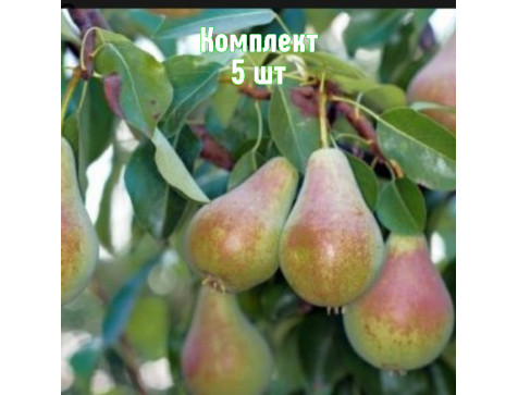 Груша Августинка