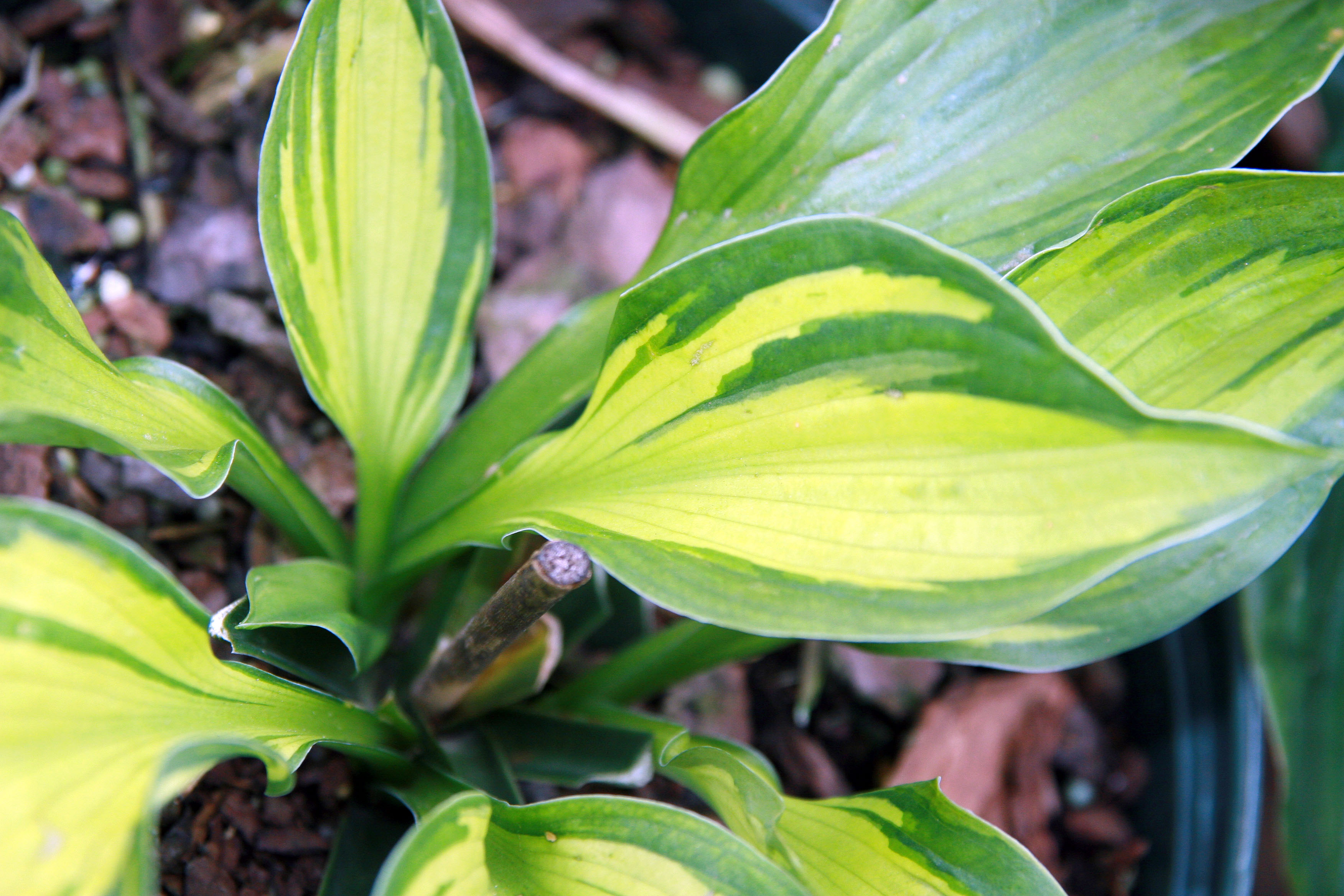 Хоста (Hosta Whirlwind)
