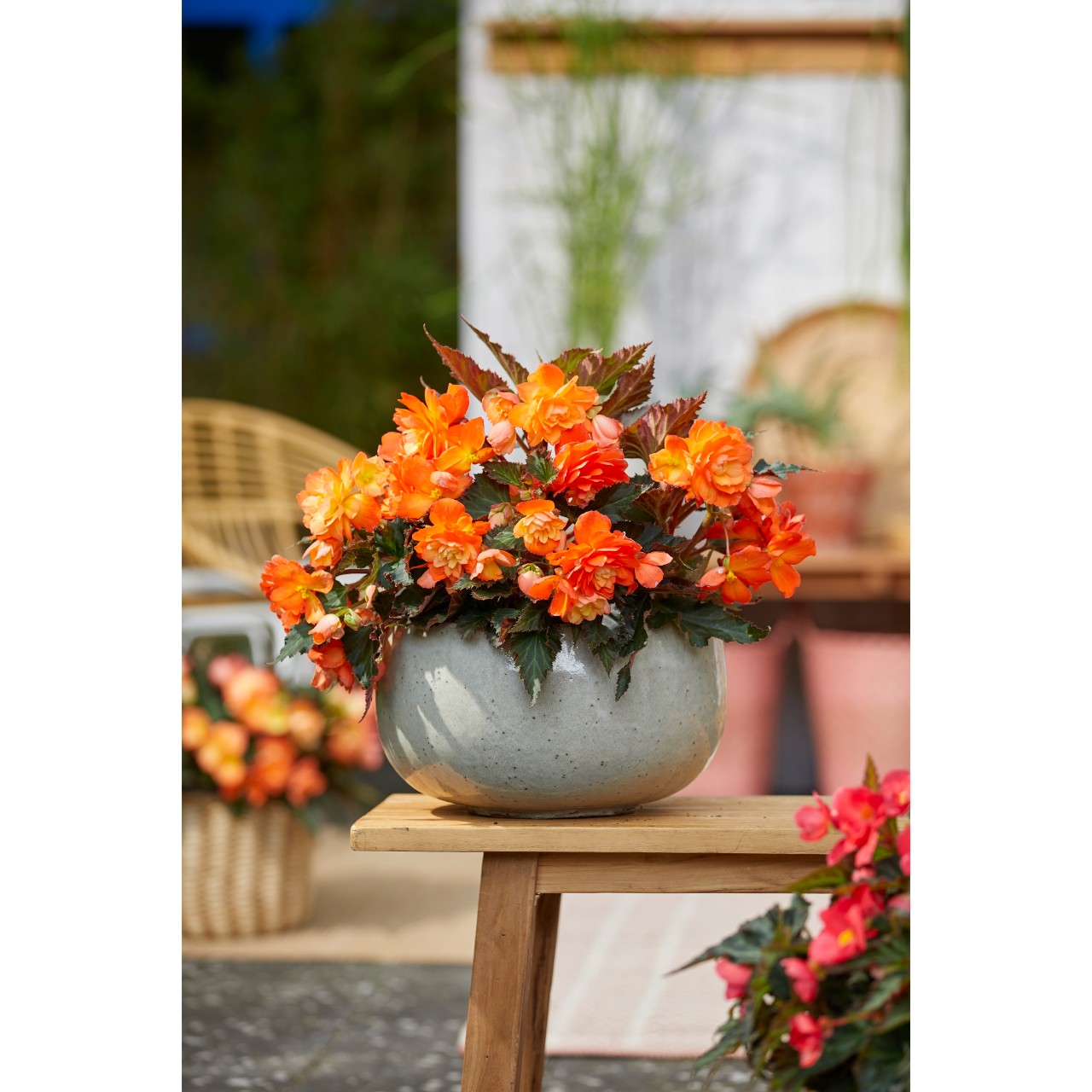 Бегония I'CONIA Portofino Orange
