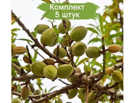 Миндаль Прибрежный