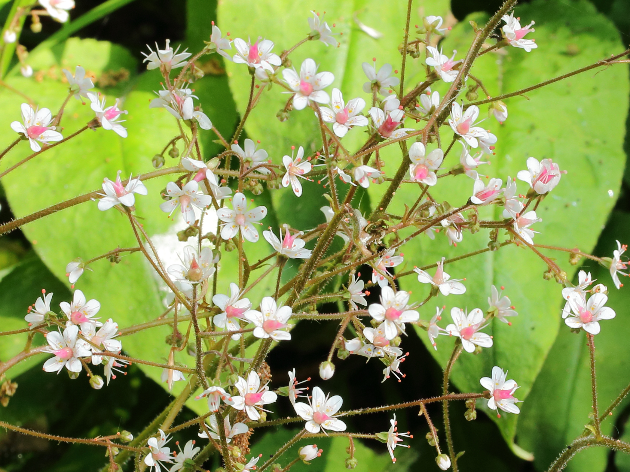 Камнеломка теневая Variegata