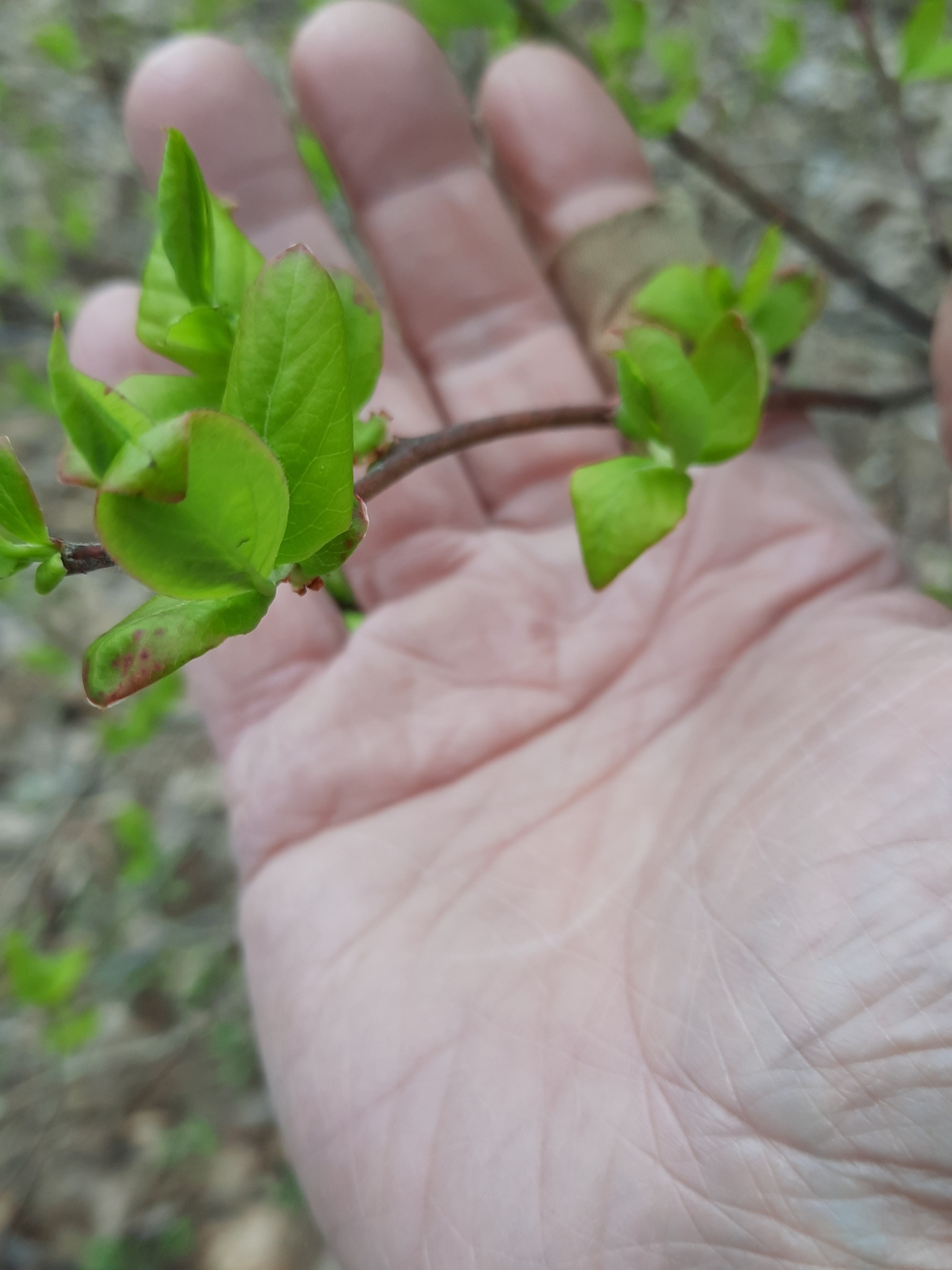 international backfill (iNaturalist): Vaccinium corymbosum