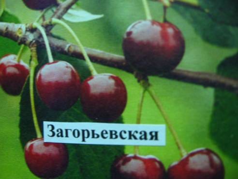 Вишня Загорьевская