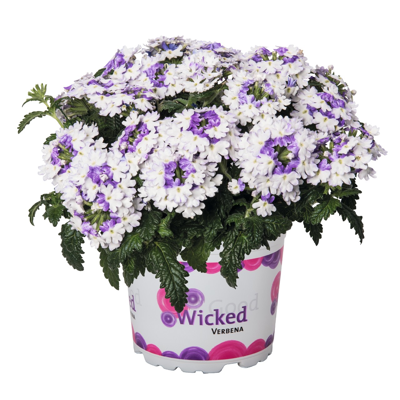 Вербена Wicked Purple