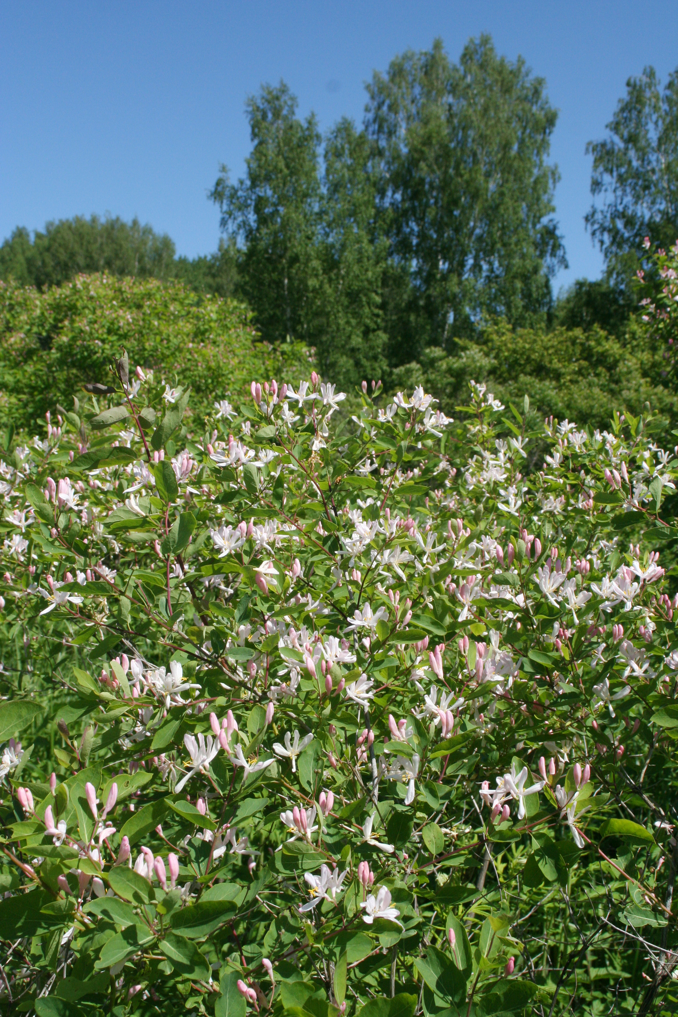 international backfill (iNaturalist): Lonicera tatarica
