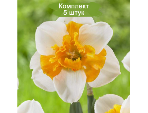 Нарцисс Джерси Лэйс (белый)
