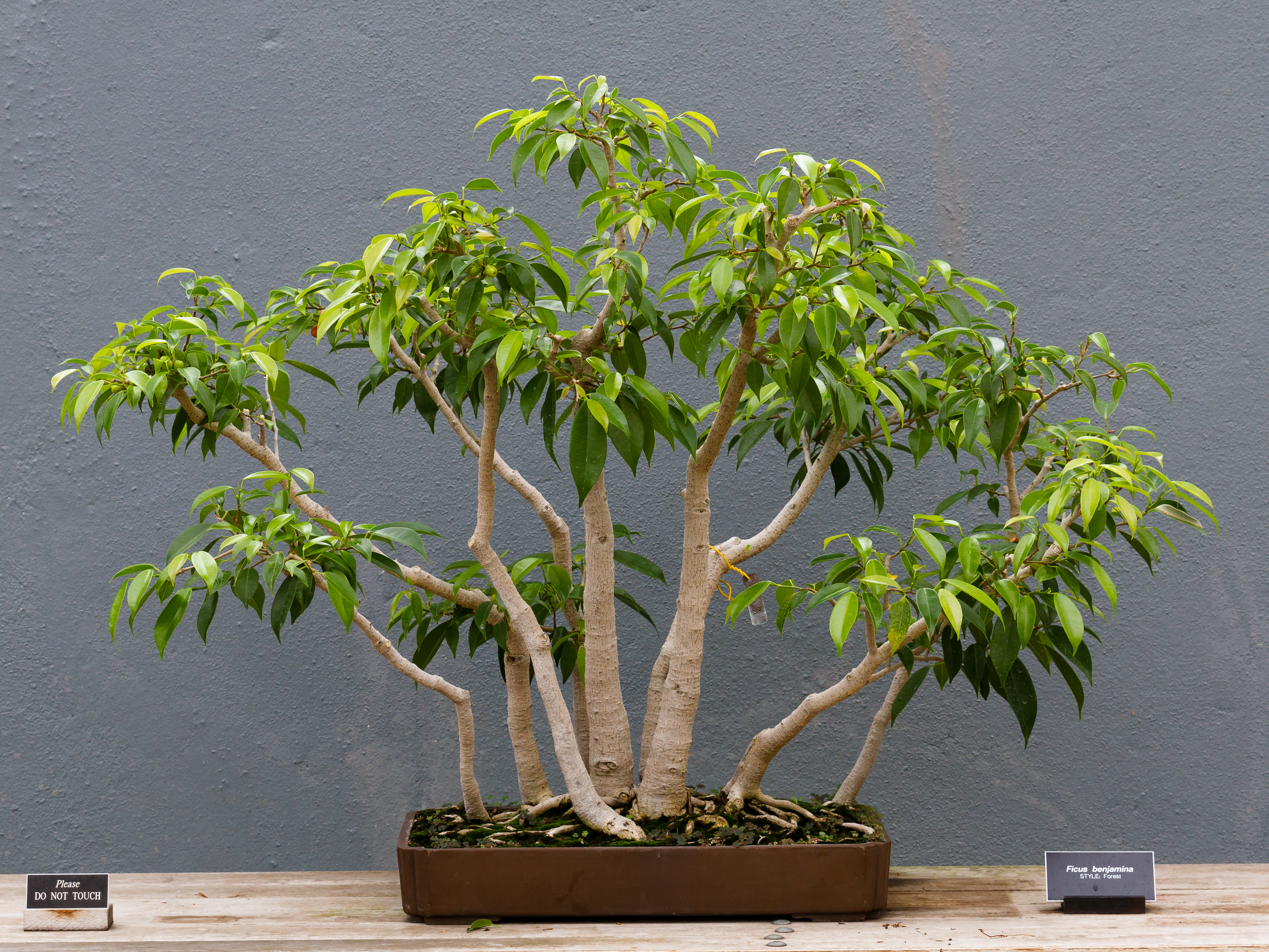Фикус бенджамина Twilight