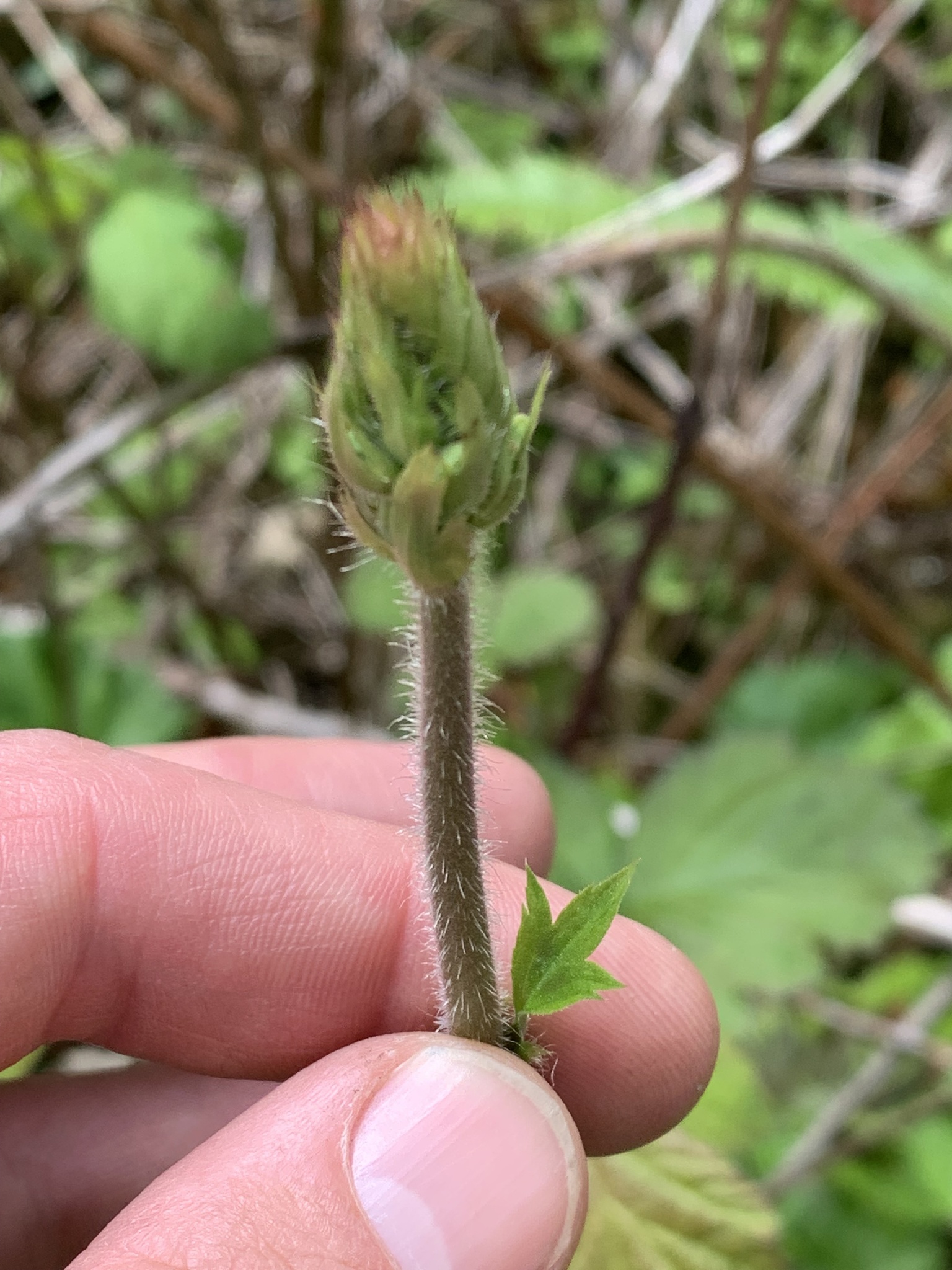 international backfill (iNaturalist): Heuchera