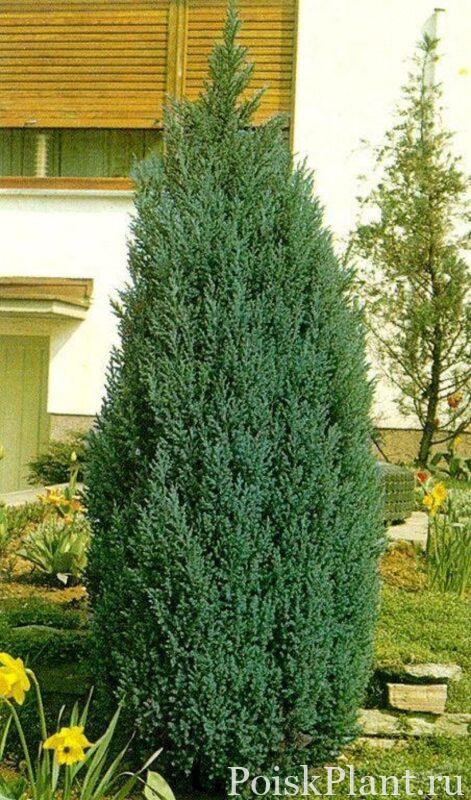 Кипарисовик Лавсона Ellwoodii Pillar