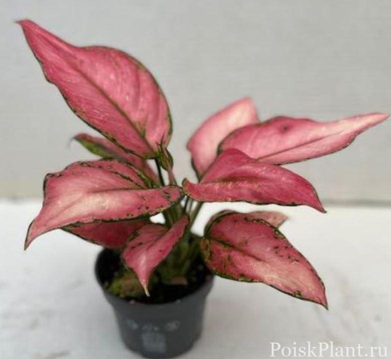 Аглаонема гибридная Pink Jili