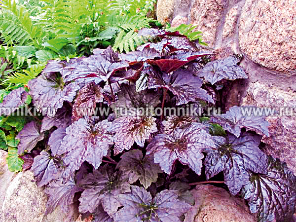 Гейхера мелкоцветковая Palace Purple