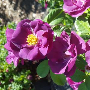 Роза "Rhapsody in Blue"